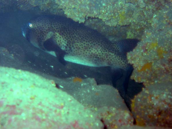 Kugelfisch, Foto: Marco Niemann // Canon S40, Blende F/4, Belichtung 1/60, Brennweite 7mm, Blitz