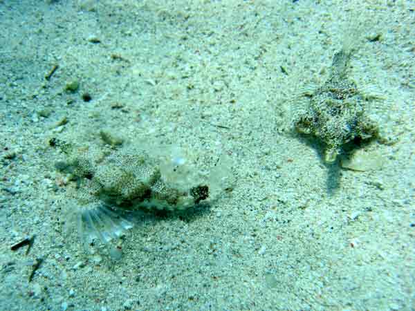 Flgelrossfisch, Foto: Marco Niemann