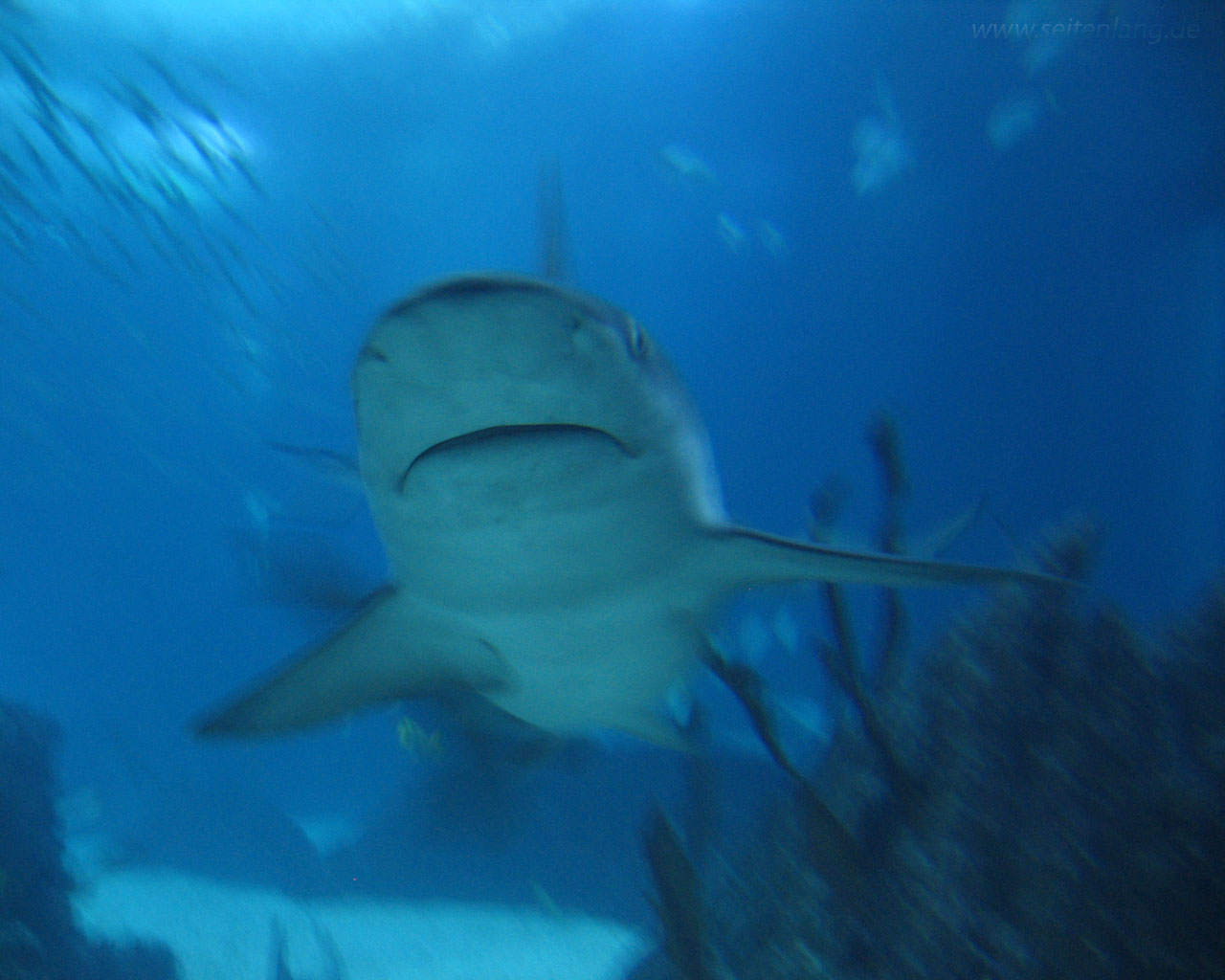 Desktophintergrund, Wallpaper