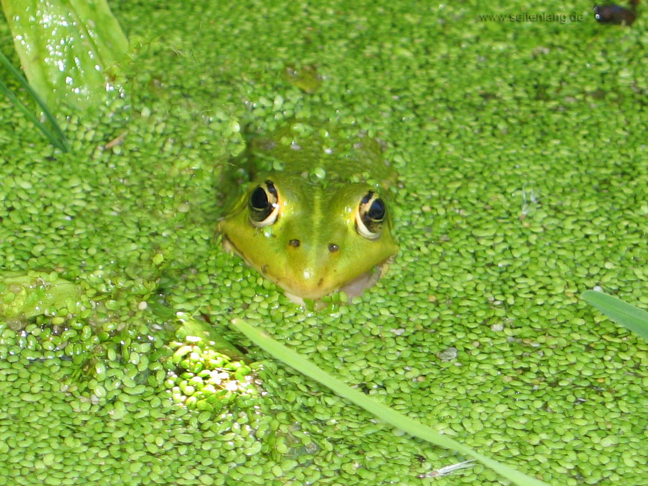 Aquarium Bildschirmschoner Kostenlos En