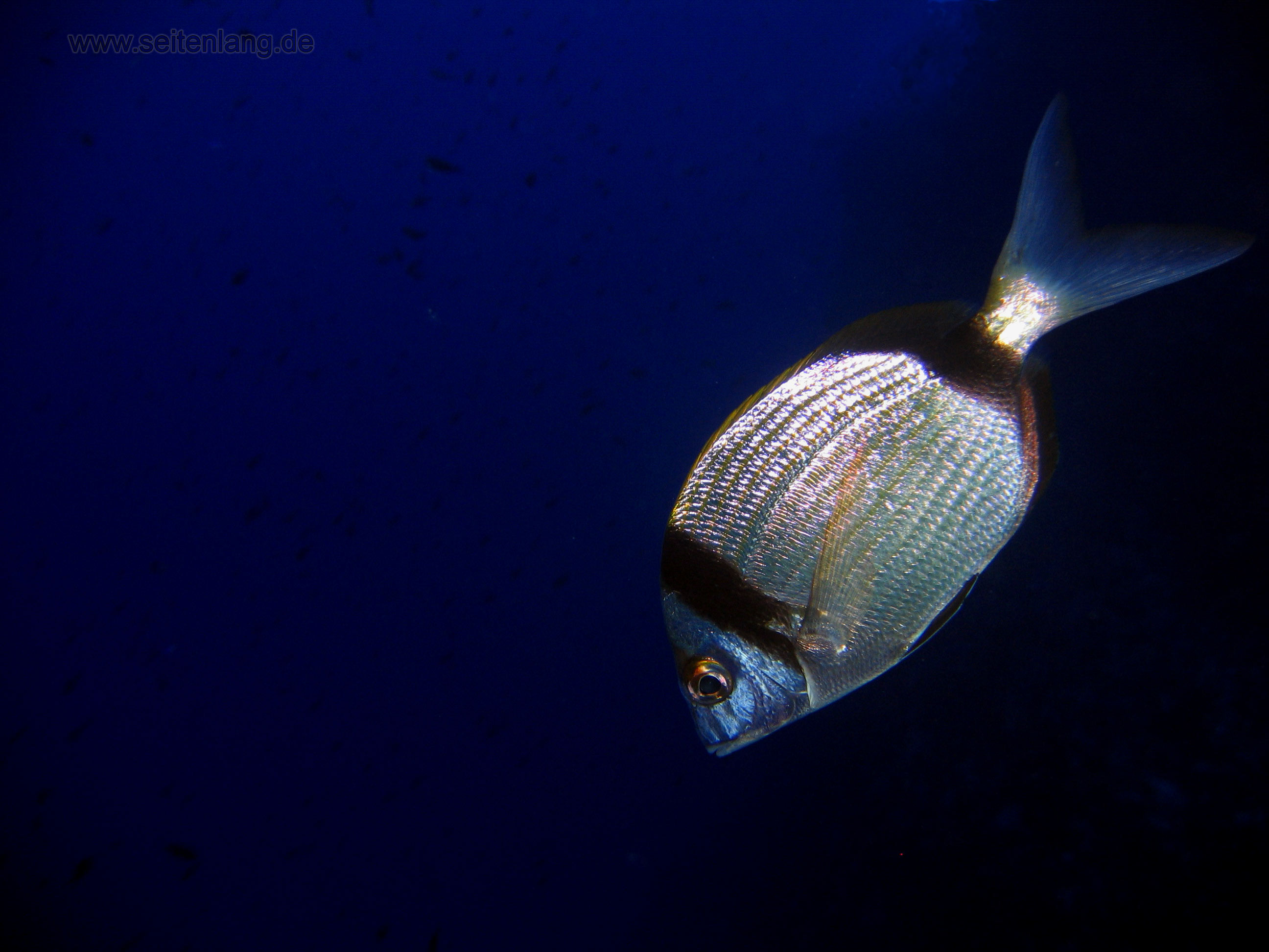 Desktophintergrund, Wallpaper, Fisch im Meer  Zweibindenbrasse (Diplodus vulgaris)